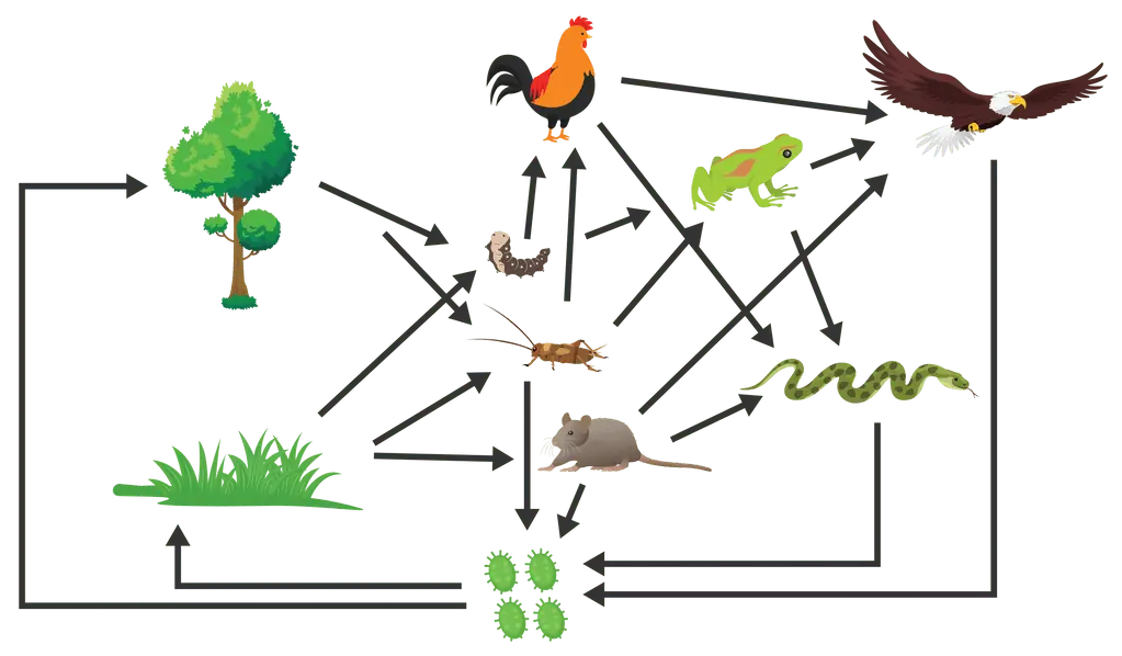 Jaring - jaring makanan